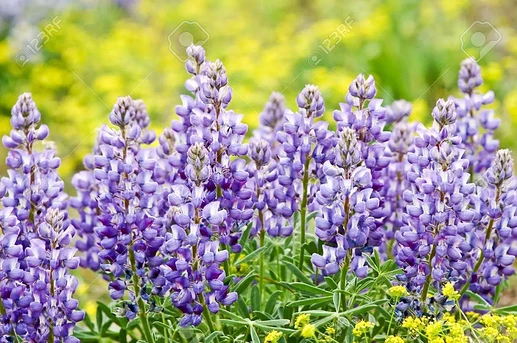 14399090-colorful-wildflowers-burst-out-in-yellowstone-park-meadows