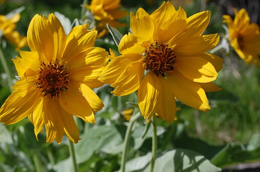 arrowleafbalsamroot-1