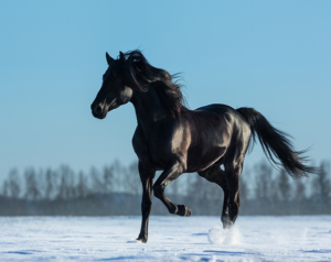 mustang-300x238